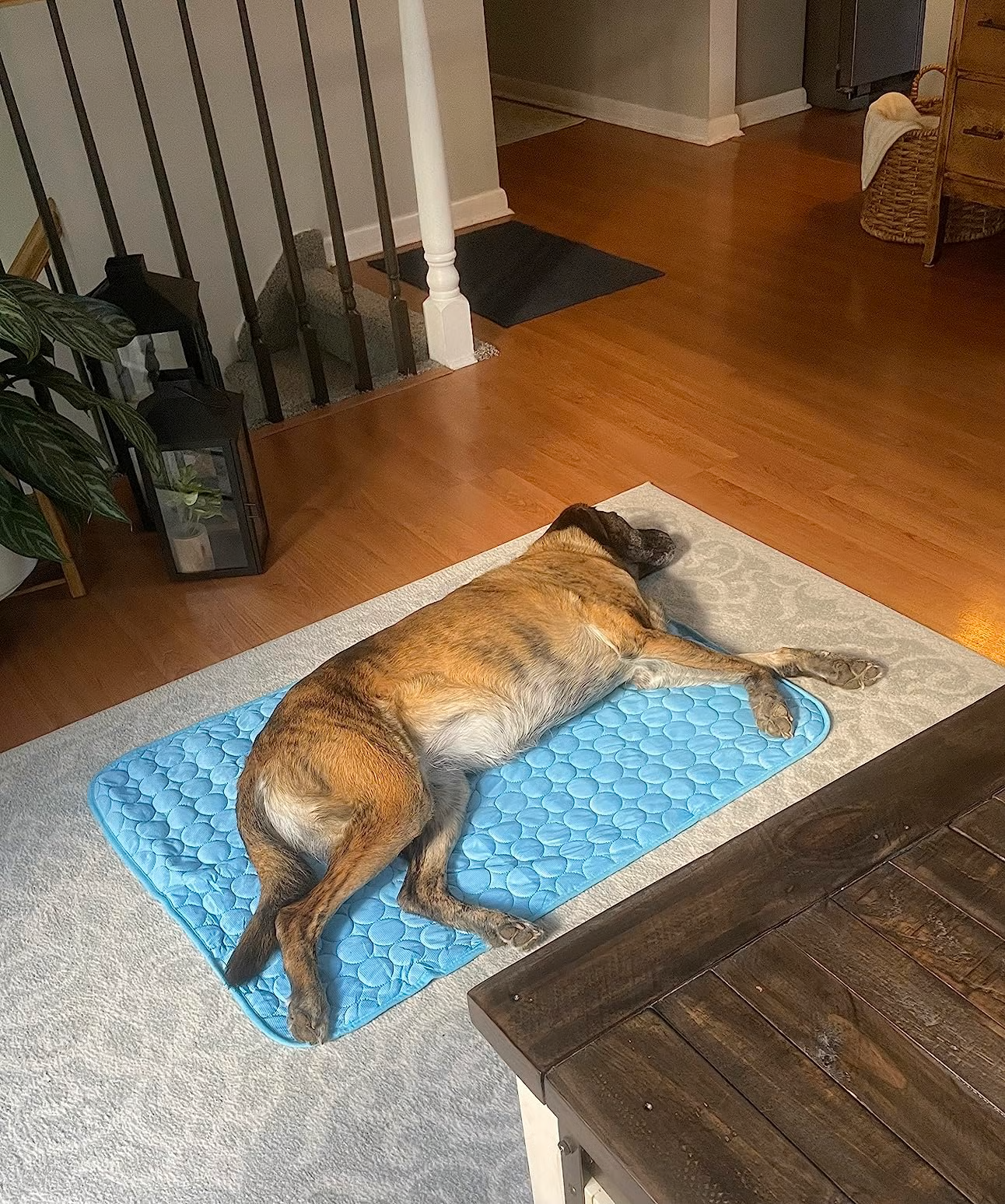 🌞Summer Hot Sale 49% OFF🧊Premium Cooling Mat For Pet